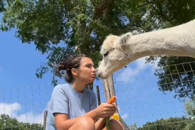 elettra lamborghini alpaca